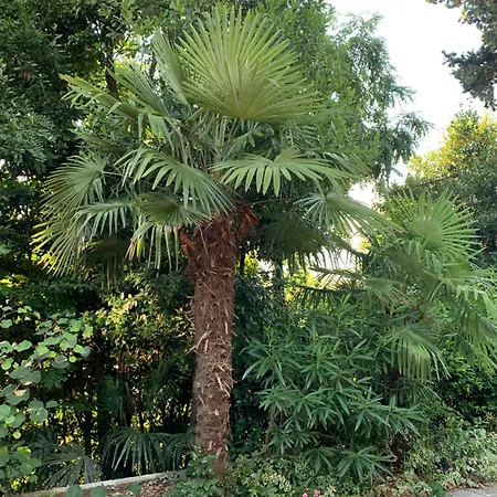 Sheltered Oasis In * Opatija